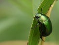 Green bug eating leaf Royalty Free Stock Photo