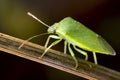 Green Bug on Fennel Twig Royalty Free Stock Photo