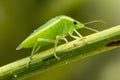 Green Bug on Fennel Twig Royalty Free Stock Photo