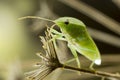 Green Bug on Fennel Twig Royalty Free Stock Photo