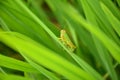 The green bug insect hold on paddy plant in the field meadows Royalty Free Stock Photo