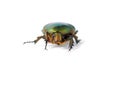 Green bug Royalty Free Stock Photo