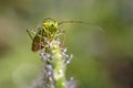 Green bug macro photography Royalty Free Stock Photo