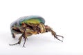 Green bug, macro Royalty Free Stock Photo