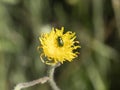 Green bug macro on yellow flower Royalty Free Stock Photo