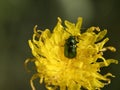 Green bug macro on yellow flower Royalty Free Stock Photo