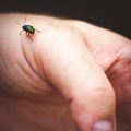 Green bug on a male hand