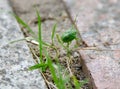 green bug - pest of agricultural crops Royalty Free Stock Photo