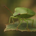 Green shield bug resting on a leaf close up AI generated Royalty Free Stock Photo