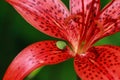 Green bug-skunk on a flower tiger lily