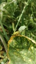 Green bug standing on a leaf Royalty Free Stock Photo