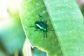green bug on tree leave Royalty Free Stock Photo