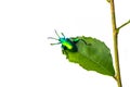 green bug on tree leave Royalty Free Stock Photo