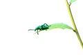 green bug on tree leave in white back ground Royalty Free Stock Photo