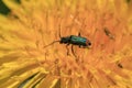 Green bug in yellow dandelion pollen Royalty Free Stock Photo