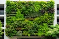 Green architecture. Green building with plants growing on facade. Sustainable green living in urban city. Eco friendly Royalty Free Stock Photo