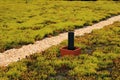 Green building roof