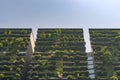 Green building skyscrapers with wall covered in green plants