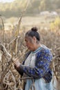 Mexican farmer, Corn harvest Royalty Free Stock Photo