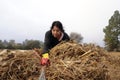 Farm girl collecting hay Royalty Free Stock Photo