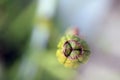 Green bulb seed with blurred background, circle and three point star, of the Butterfly African iris Dietes vegeta