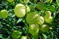 Green bulbous plant with spike in green garden Royalty Free Stock Photo