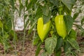 Green Bulgarian sweet pepper grows in the garden Royalty Free Stock Photo