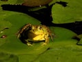 Green bull frog sitting on a lilly pad Royalty Free Stock Photo