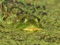 Green Bullfrog