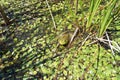 Green Bullfrog in a Marsh Royalty Free Stock Photo