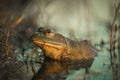 Green Bullfrog perched in a small pond Royalty Free Stock Photo