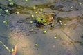 Green bullfrog in pond Royalty Free Stock Photo