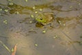 Green bullfrog in pond Royalty Free Stock Photo