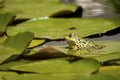 Green bullfrog in a pond Royalty Free Stock Photo
