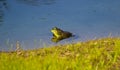 A green Bullfrog reflected in a pond Royalty Free Stock Photo