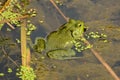 Green Bullfrog Royalty Free Stock Photo