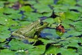 A green bullfrog standing on green water lily leaves Royalty Free Stock Photo