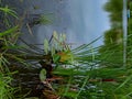 Green bulrush and grass on the shore of the lake Royalty Free Stock Photo