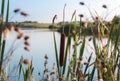 Green Bulrush Reed the lake on the background Royalty Free Stock Photo