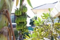 Green bunch banana unripe tropical fruit