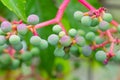 Green bunch or cluster of grapes