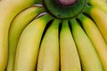 Green bunch of fresh yellow bananas