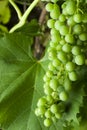 Green bunch of grapes on the vine Royalty Free Stock Photo