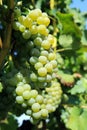 Green bunch of grapes on vineyard