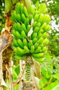 Green bunch of plantain bananas on the tree. Plantain banana is a delicacy fruit common in the Latin American diet