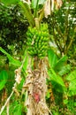 Green bunch of plantain bananas on the tree. Plantain banana is a delicacy fruit common in the Latin American diet Royalty Free Stock Photo