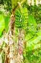 Green bunch of plantain bananas on the tree. Plantain banana is a delicacy fruit common in the Latin American diet