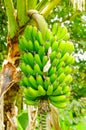 Green bunch of plantain bananas on the tree. Plantain banana is a delicacy fruit common in the Latin American diet Royalty Free Stock Photo