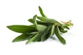 Green bunch of sage, isolated on white background