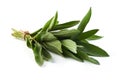 Green bunch of sage, isolated on white background